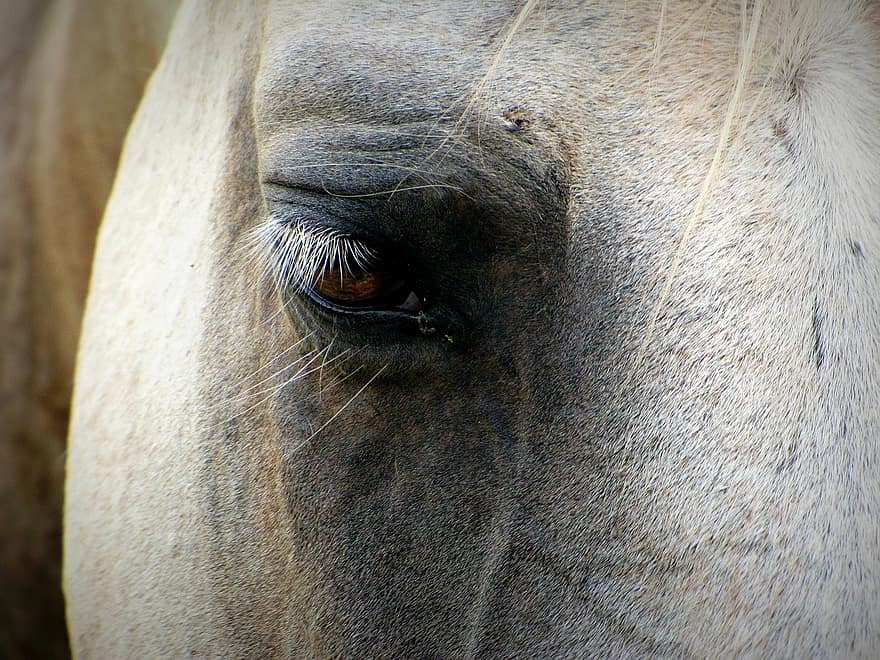 zirgs, sejas, acs, ērzelis, zirgu dzimtas dzīvnieki, jāšanas, krēpes, iekšzemes, bridle, zīdītāju, ķēve