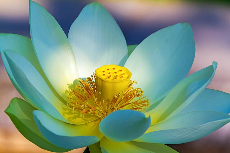 lotus flower, white, summer, flower, plant, bloom, lotus, nature, pond flower, aquatic plant, blossom