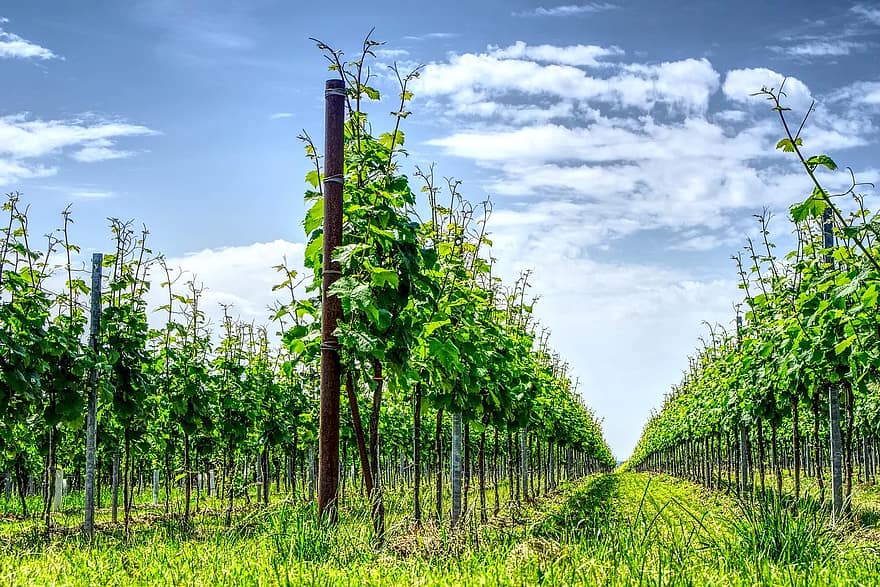 Weinberg, Weinrebe, Rebe, Wein, Winzer, wingert, Natur, hell, Grün, Weinanbau, Reben