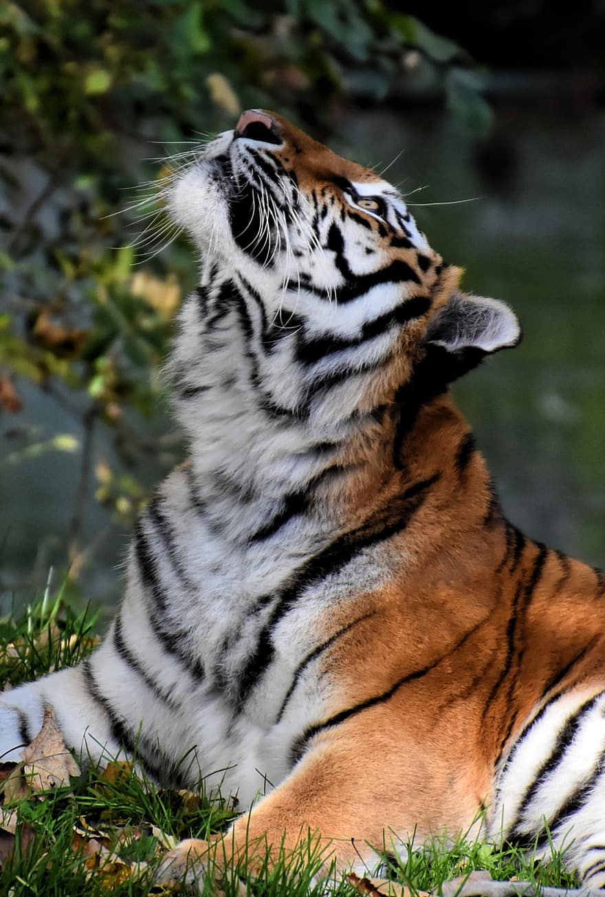 نمر ، قطة كبيرة ، المفترس ، wildcat ، خطير ، حديقة حيوان ، الحيوانات ، قط ، طبيعة ، tiergarten ، عالم الحيوان