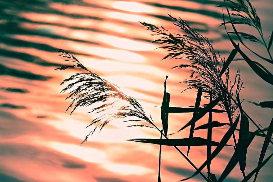 rushes, reed, water, ripple, pond, silhouette, sunrise, nature, rural, countryside