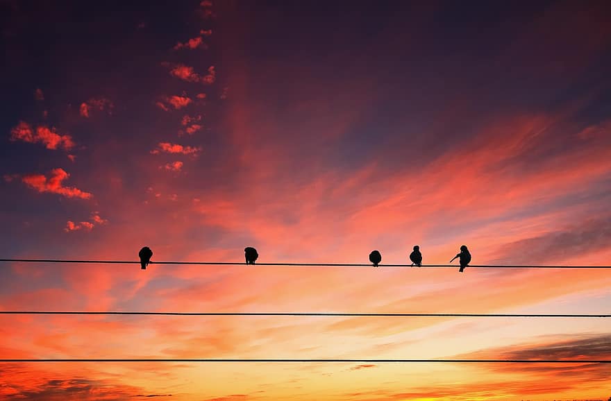 animales, aves, posado, líneas eléctricas, cielo, nubes