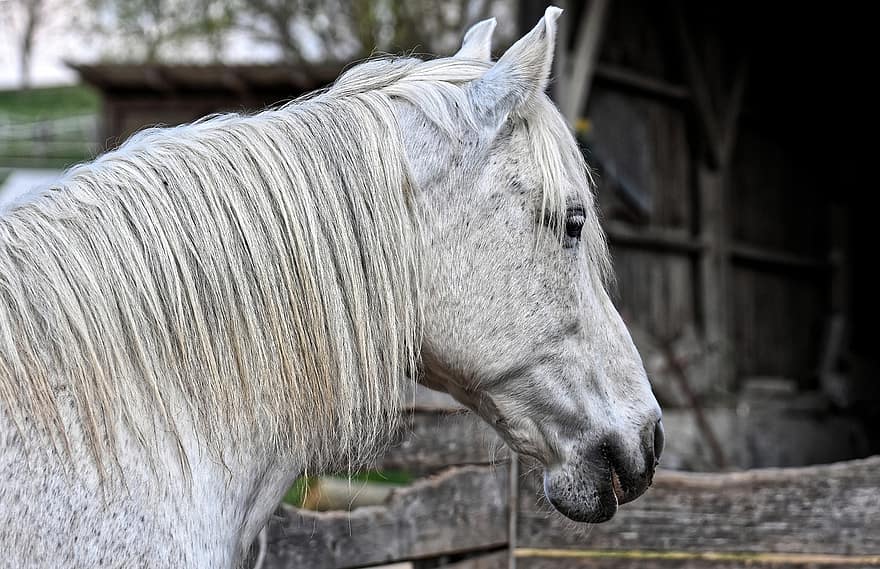 型、うま、動物の写真、馬の頭、動物、自然、マーレ、白、たてがみ、レイターホフ、ライド