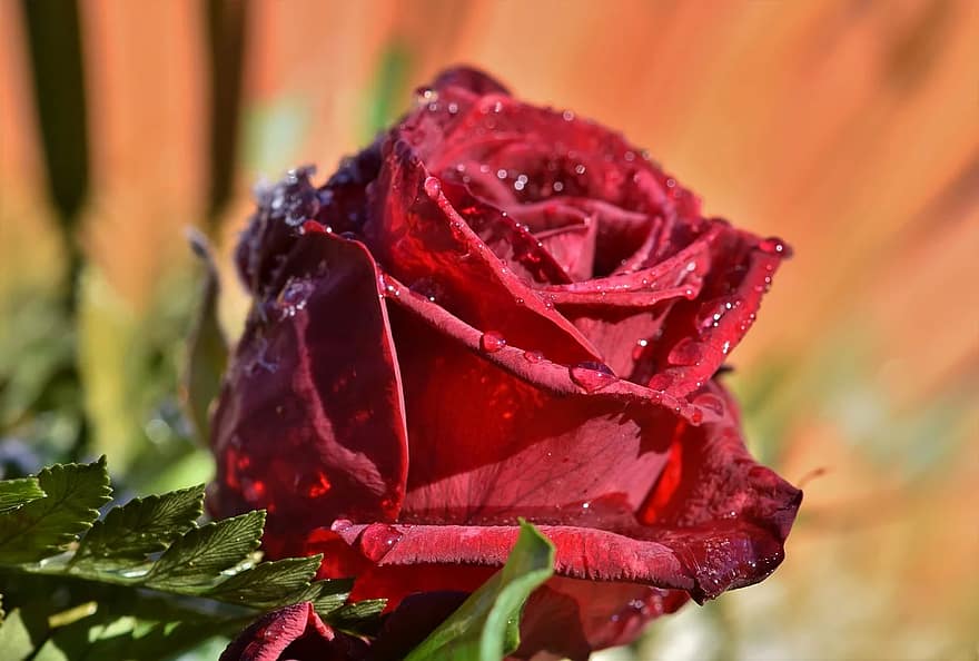 rosa, flor de roses, flor, florir, vermell, planta, rosa de jardí, floribunda, naturalesa, ram de roses, dia de Sant Valentí