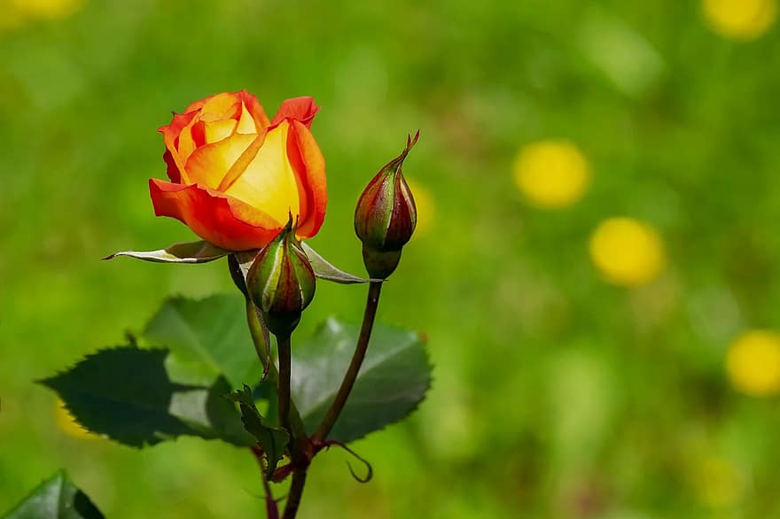 rosa, flor, florir, taronja groc, rosa bicolor, flor de roses, bellesa, romàntic, floribunda, fragància, jardí