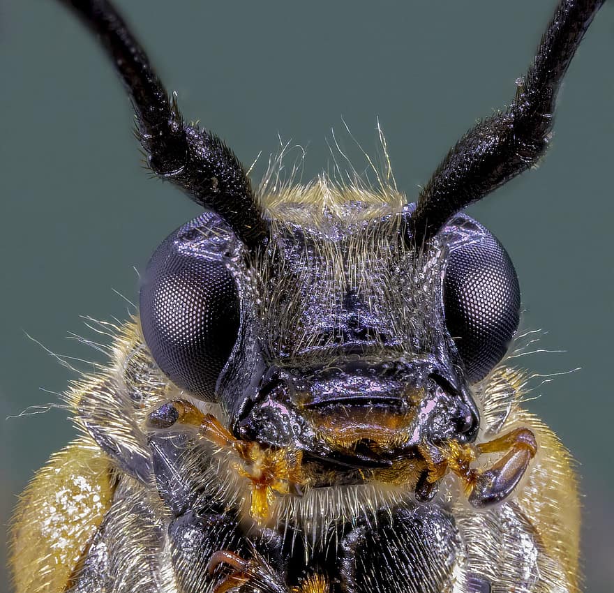 gevlekte longhorn, kever, dichtbij, macro, klein, natuur, insect, tuin-, milieu, blad, fauna