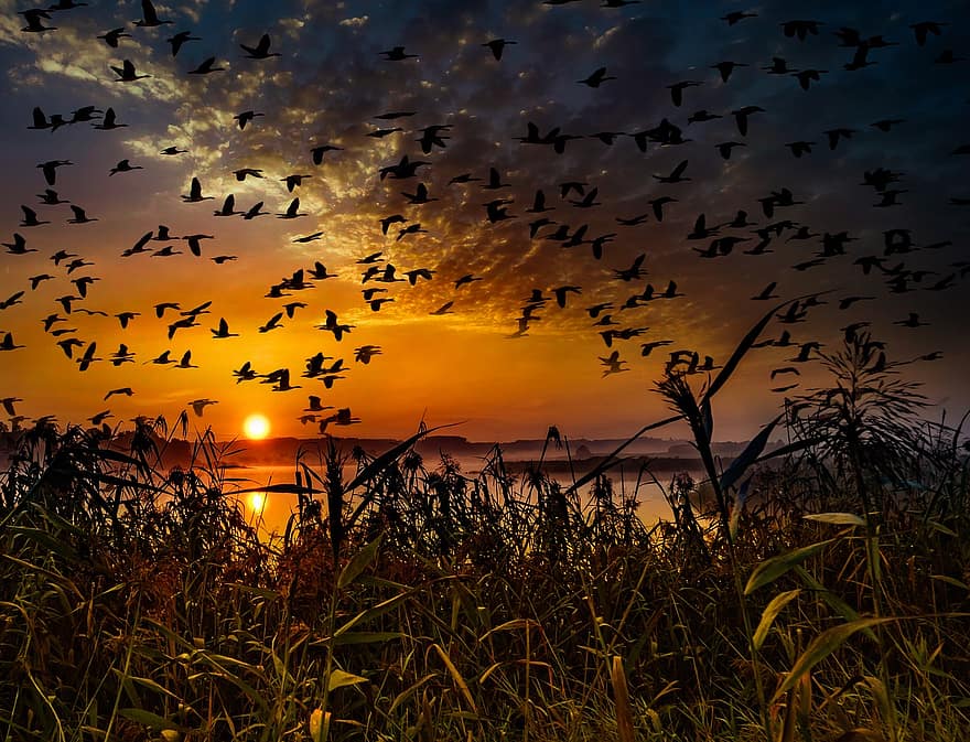 Sonnenuntergang, Vogelschwarm, Zugvögel, Schwarm, Vögel, Himmel, Gänse, Wildgänse, fliegend, Formation, Natur