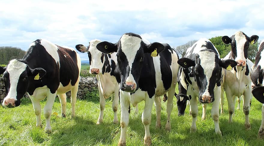 holstein boskap, kor, kvigor, fält, mejeri, mjölk, ost, flickor, bruka, djur, landskap