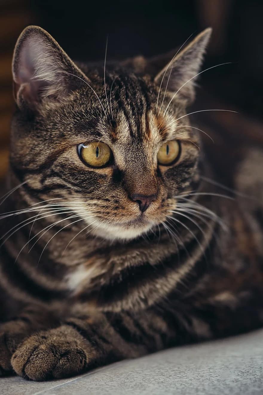 chat, chat domestique, maquereau, animal de compagnie, animal, portrait, tête de chat, yeux de chat, fermer, vue, Regardez