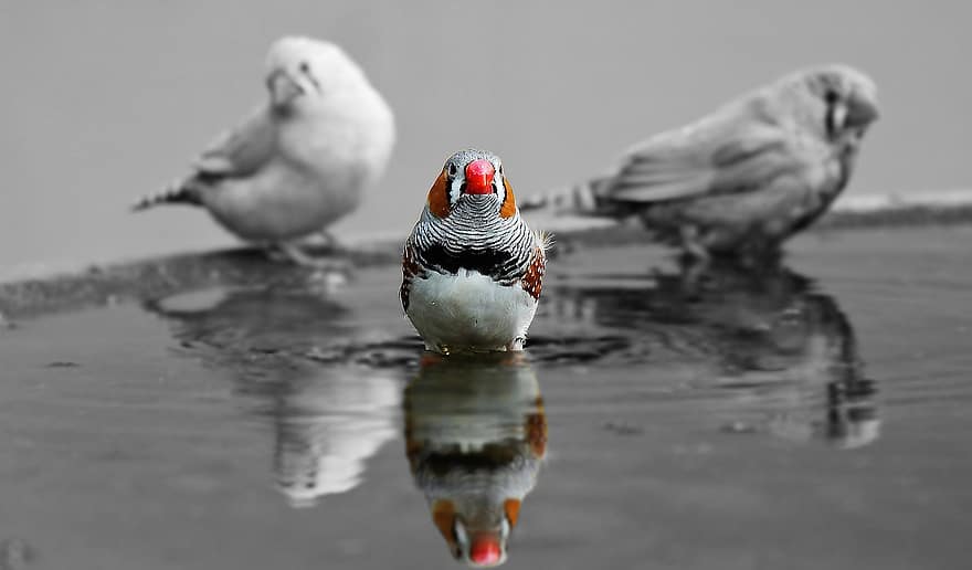 zebra finch, finch, birds, bill, red