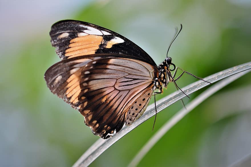 mariposa, mariposa tropical, exótico, insecto, ala