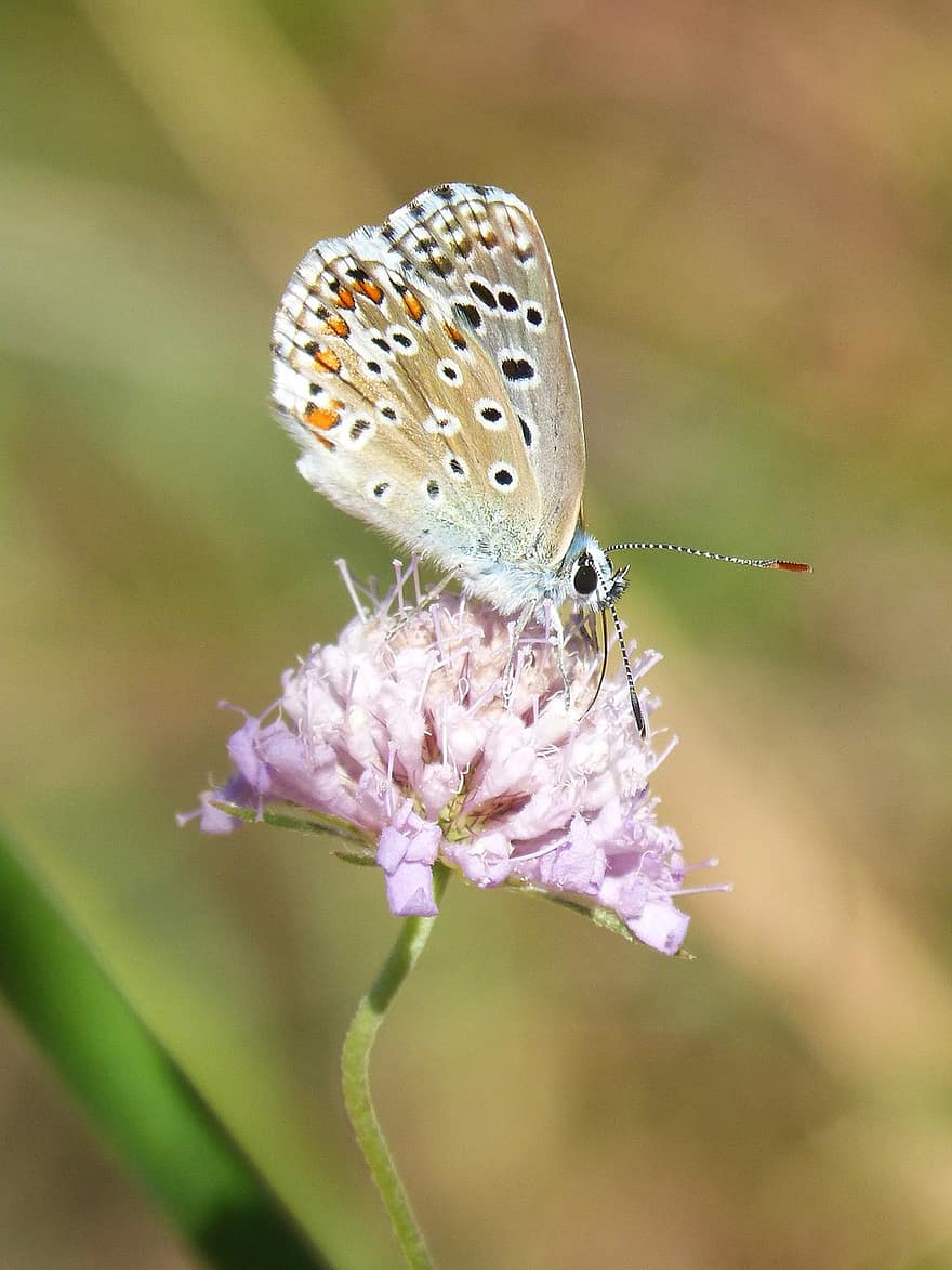 farfalla blu, comune blaveta, polyommatus icarus, fiore selvaggio, libar, farfalla