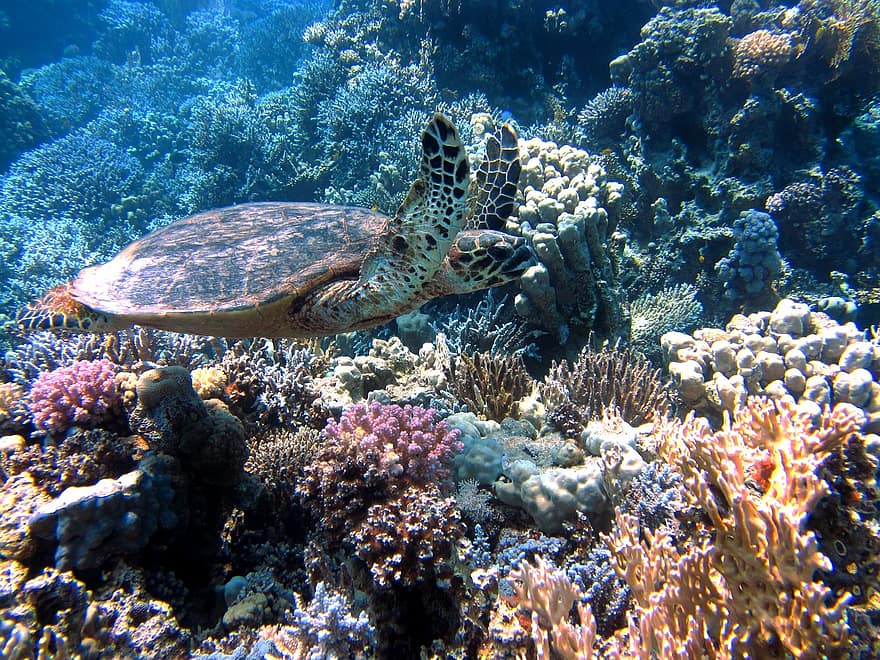 turtle, ocean, sea, meeresbewohner, underwater, red sea, coral, diving, tortoise