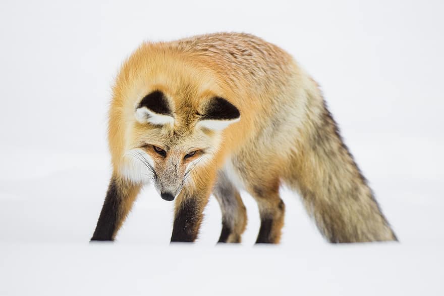 Raposa, vermelho, olhando, caçador, Caçando, animais selvagens, natureza, neve, inverno, predador, região selvagem