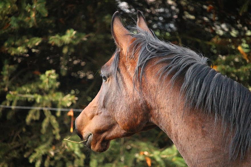 hest, brun, hingst, fullblods arabisk, hesthodet, mane, pferdeportrait, kopling