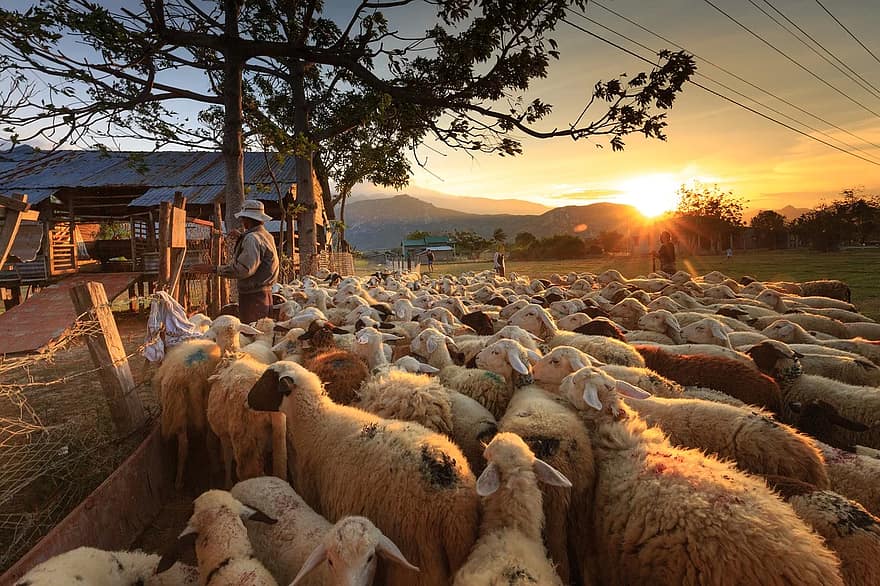 schapen, herder, boer, ninh thuan, kudde, pagina, Azië, Vietnam, natuurlijk, mensen, reizen