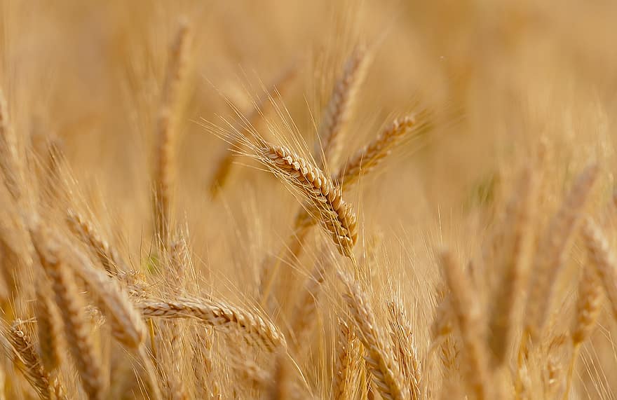 pszenica, pole, wiosna, lato, Francja, epi, pszenica durum, zboże, rolnictwo, wiejski, żniwa