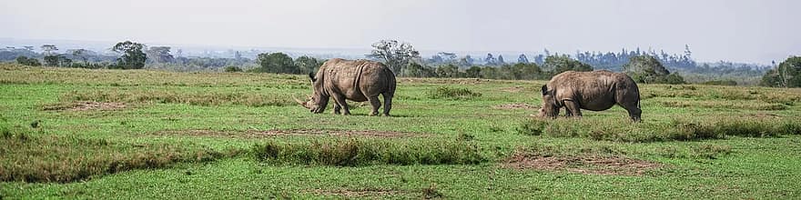 panorama, rhinocéros, paire, manger, savane, rhinocéros blanc, pâturer, pachyderme, Grand jeu, animal sauvage, impressionnant