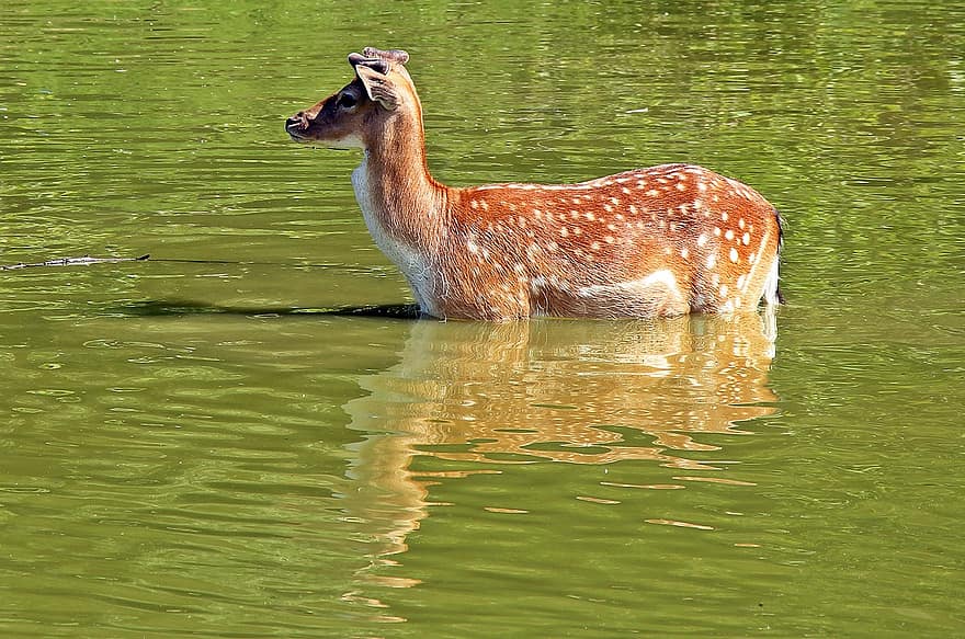 salvatge, cabirol, cérvol, naturalesa, animal, mamífer, scheu, vigilant, aigua, refrigeració, llac