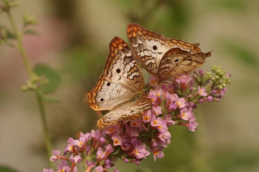 Schmetterling, Makro, Insekten, Natur, Paar, Blume