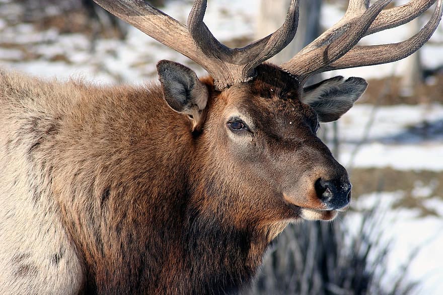 elan, închide, Taur, natură, cerb, mamifer, luncă, animale sălbatice, masculin, coarne de cerb, cap