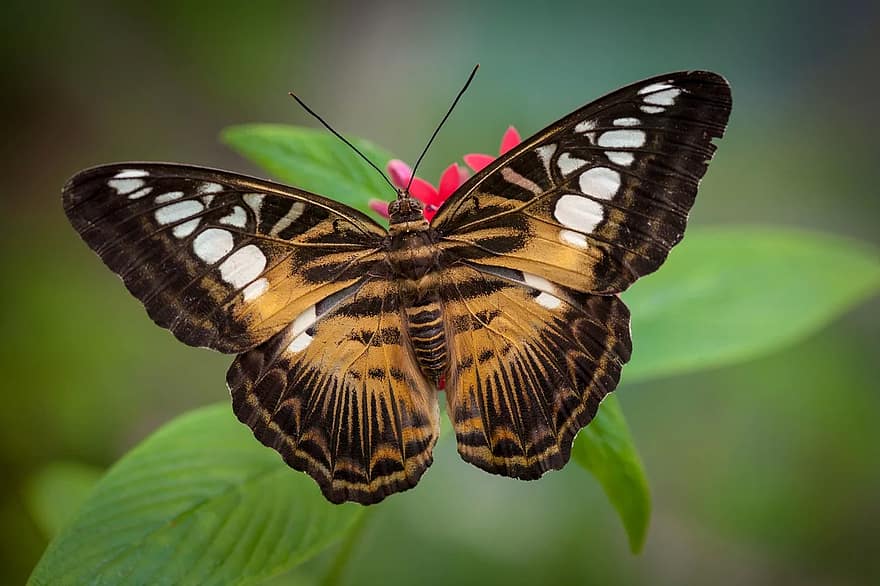 drugelis, vabzdys, pobūdį, sparnas, lepidoptera