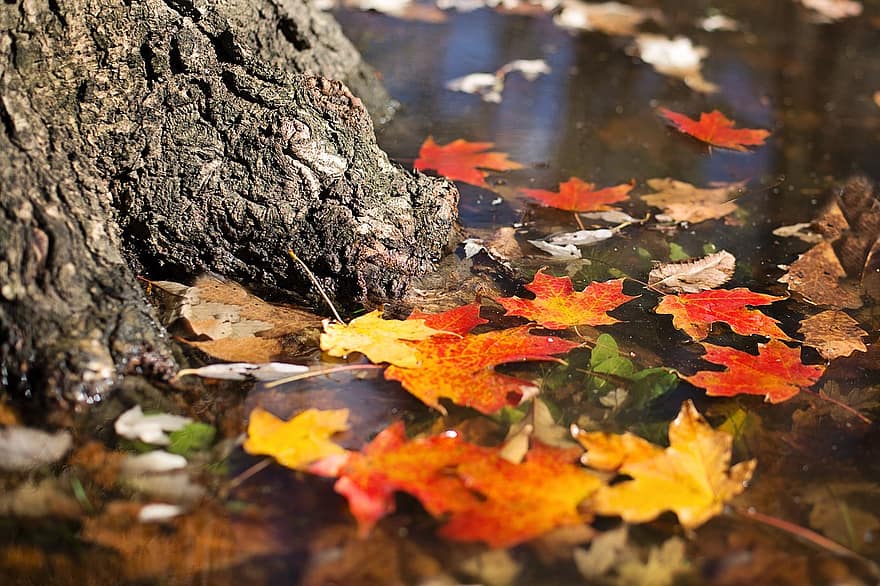 autunno, le foglie, arancia, giallo, stagione, foglie d'autunno, natura, rosso, acero, fogliame, colorato