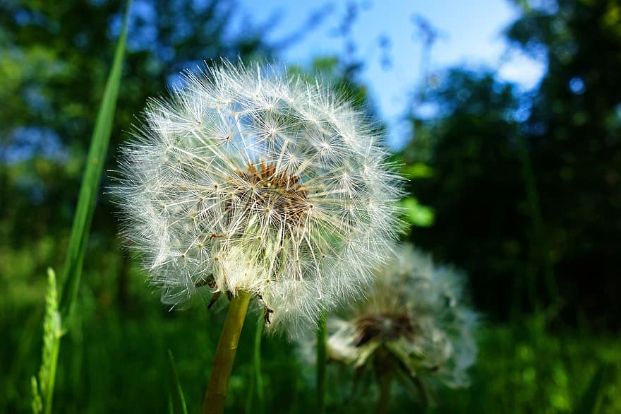 pampeliška, rostlina, hlava osiva, obláček, načechraný, měkký, foukání, květ, taraxacum, jedlý, výživa