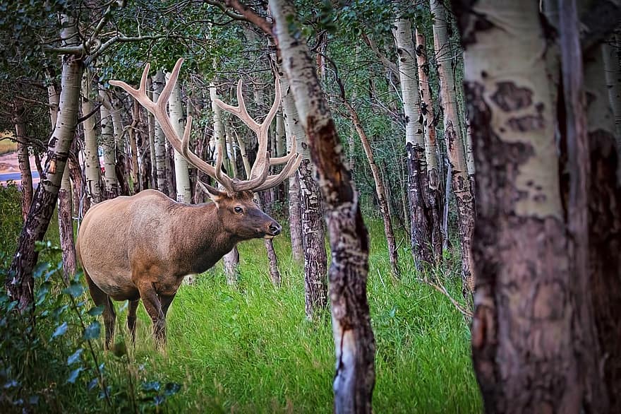 eland, Bos, natuur, dieren in het wild, dier, wild, gewei, hert, mannetje, gehoornd