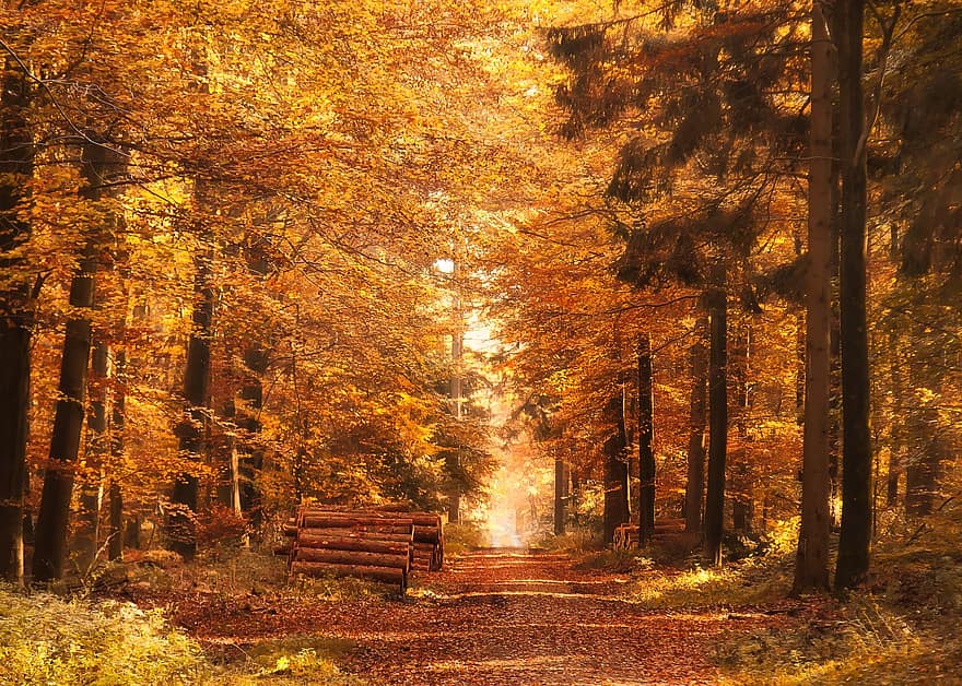 forest path, autumn, fall leaves, mood, landscape, nature, trees, forest, fall color, forest trail, rest