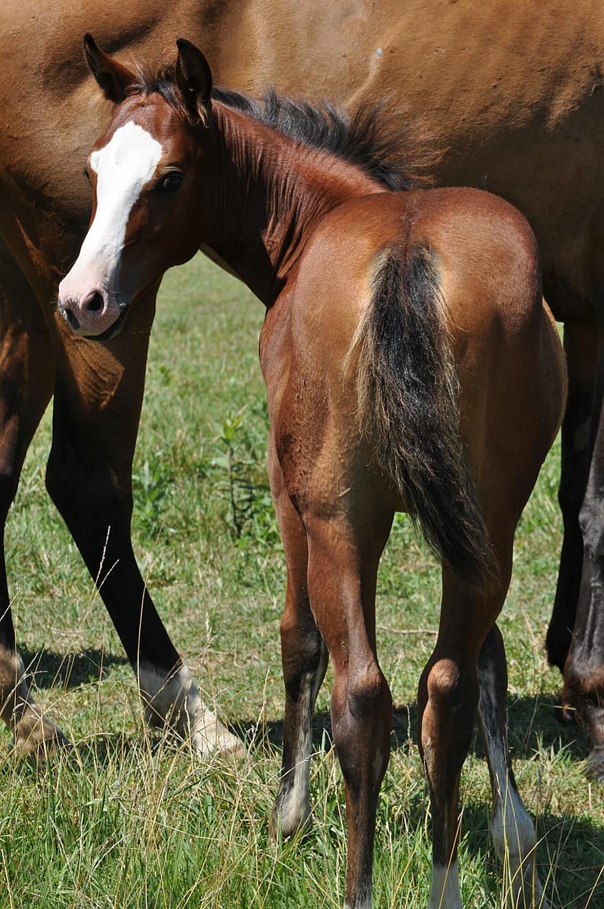 puledro, cavallo, baia, mammifero, cavalla, equino, stallone, criniera, pascolo, equestre, giovane