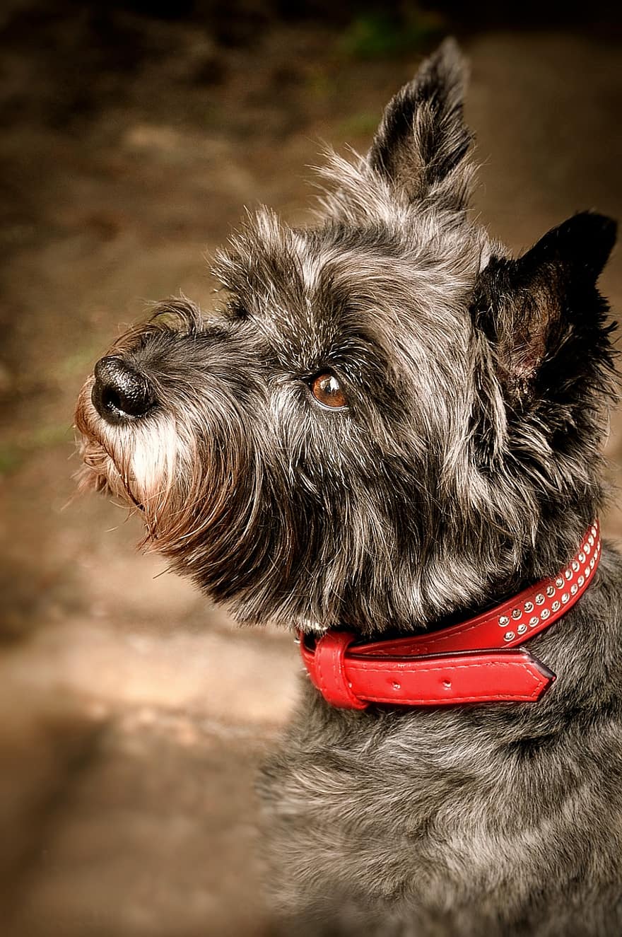 cairn terrier, grigio, rifugio per animali, benessere degli animali, Attenzione, cane, gara, animale, animale domestico, natura, mondo animale