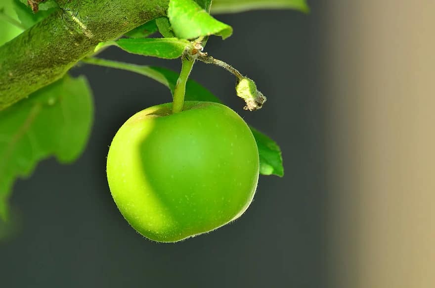 manzana, manzana verde, árbol, árbol de manzana, kernobst gewaechs, jardín, Fruta, verde, sano