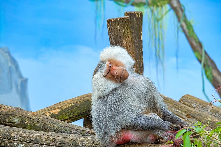 babuíno, hamadryas, animal, sentar, masculino, mímico, gestos, descansar, mundo animal, papio hamadryas