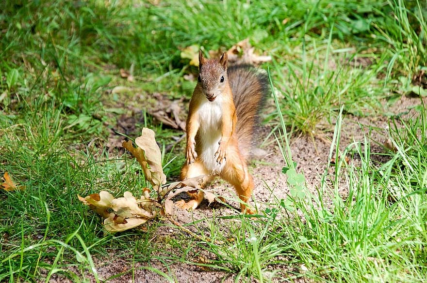 veverka, zvíře, planeta zvířat, zvířat, opatrných malých savců, fauna, les, života, lesní příroda, lesní veverka, místo výskytu