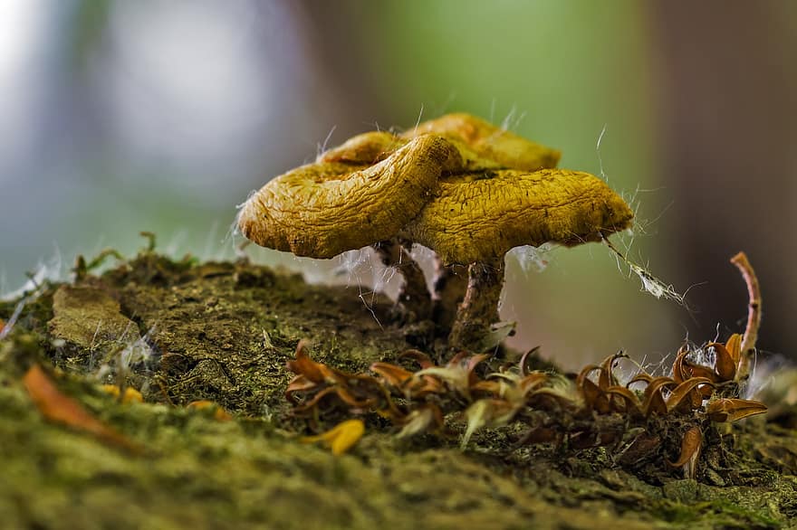 seta, pequeña, naturaleza, espora, sombrerero, Gombatelep