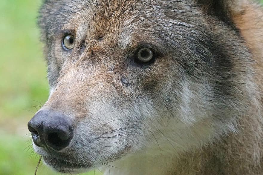 llop, depredador, llop europeu, carnívors, paquets d'animals, retrat, canis lupus