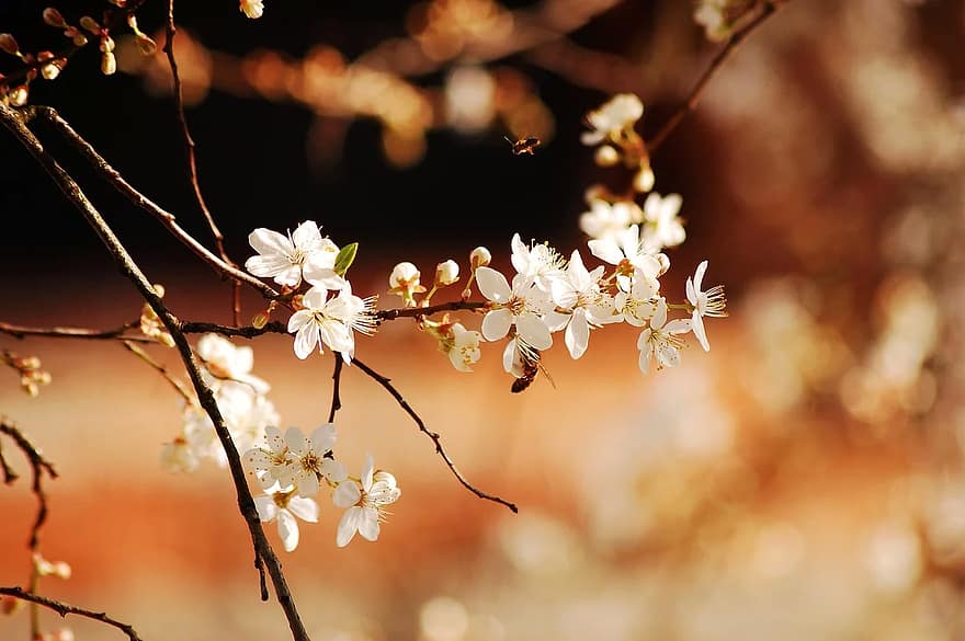 nature, insect, bee, spring, flower, flowers, brown background, white flowers, brown, white