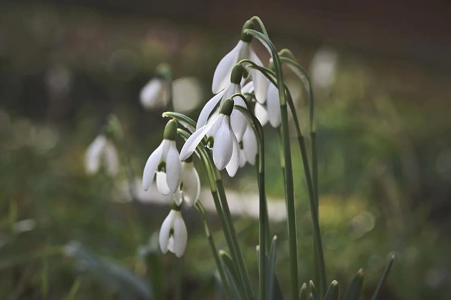 perce neige, cloche de neige, cloches de printemps, fleur, Floraison, printemps, signes du printemps, début de floraison, plante, la nature, jardin