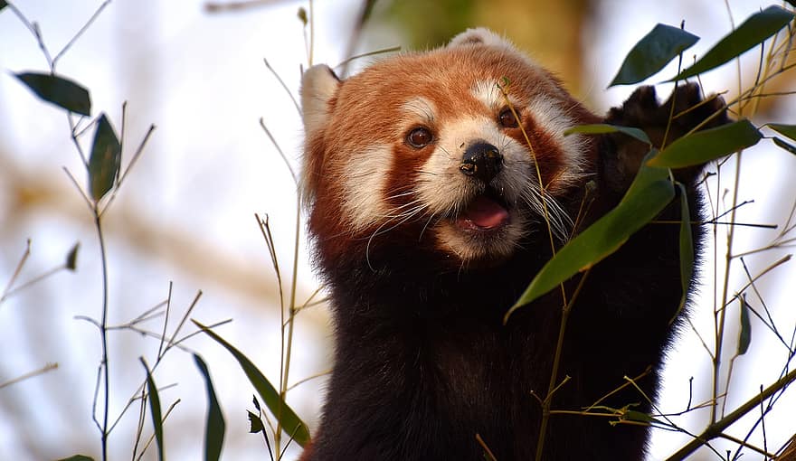 Panda, roter Panda, Bärenkatze, ailurus fulgens, Raubtier, Säugetier, Himalaya, Südwestchina, Zoo, Hellabrunn, Tierpark Hellabrunn