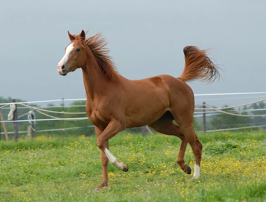 horse, nature, animal, equine, pre, prairie, mare, brown