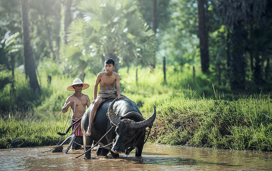 bufalo, equitazione, agricoltura, Asia, Cambogia, campagna, coltivare, cultura, azienda agricola, contadino, terreni agricoli