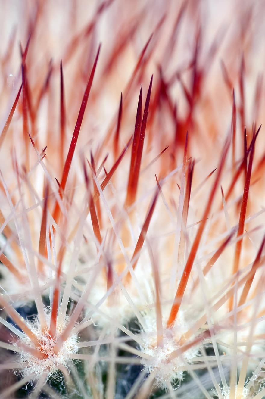 cactus, colica, spine, picchi, acuto, macro, natura