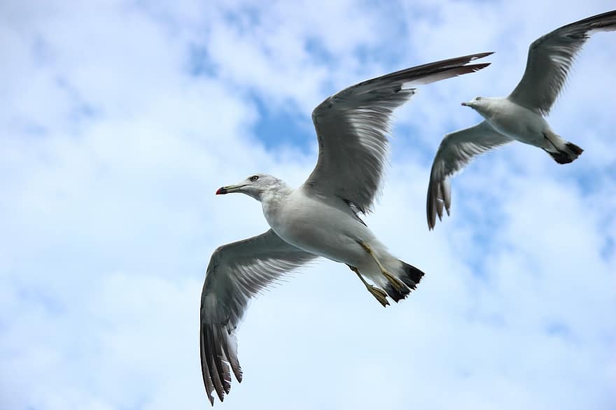 Möwe, Himmel, Flug, Flügel, Vogel