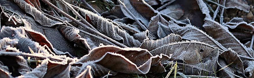 meadow, ripe, hoarfrost, autumn, cold, frost, icy, leaves