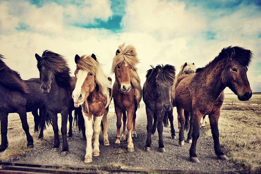 caballos, caballos islandeses, caballo de Islandia, islandés, campo, mamífero, pasto, natural, animal, retrato, del Norte