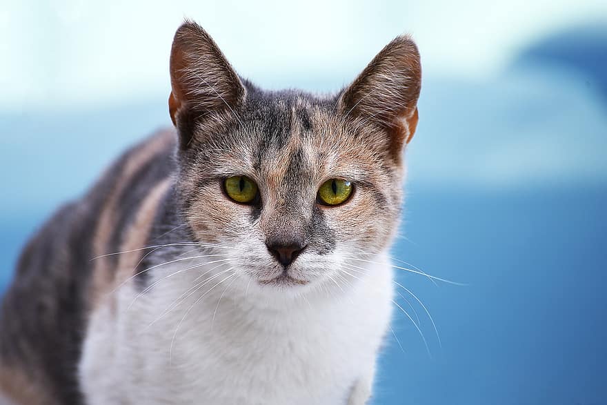 gato, fofa, retrato, mamífero, animal, gatinho, olho, encarando, olhando, pele, cabeça