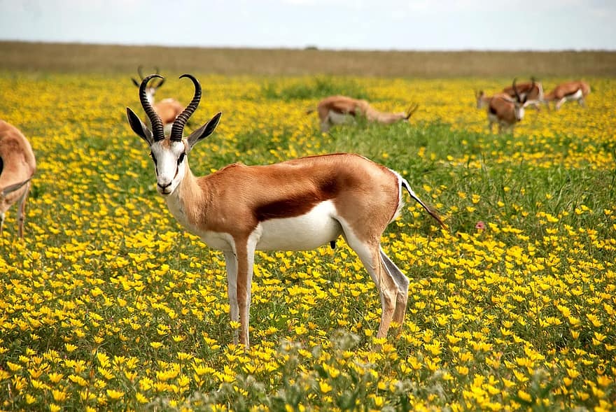 antílop, naturalesa, flors, prat, Àfrica, banyes, parc nacional d'Etosha, namibia, etosha