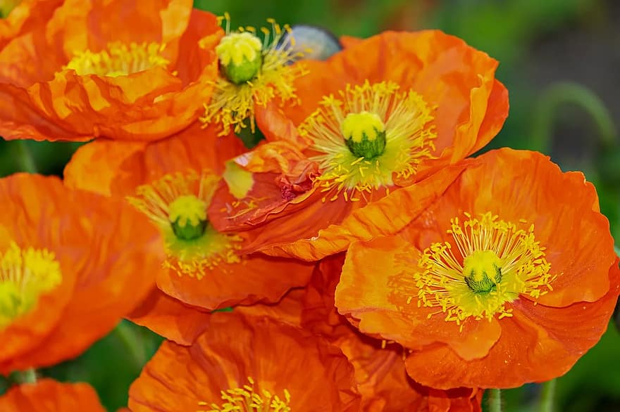 papavero, fiore, Klatschmohn, fiorire, fioritura, giallo arancio, mohngewaechs, fiori selvatici, fiore di papavero, luminosa, colorato