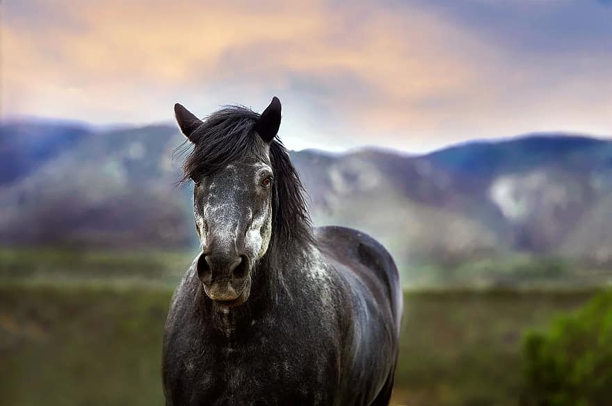 cavallo, animale, all'aperto, rurale, avvicinamento, bellissimo, equitazione, nero